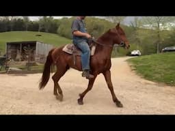 LIVE With HH - Getting Ready For CHAMPS FIRST HORSE SHOW!!!