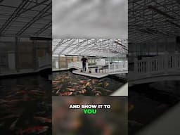 My Dream Koi Pond 🥰🐟