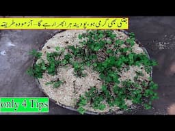 The Secret to Keeping Podina Fresh and Green in Summer