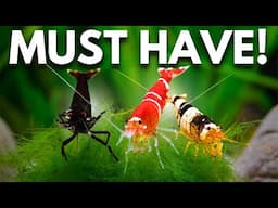 TOP 10 Must Haves For A Thriving Shrimp Tank