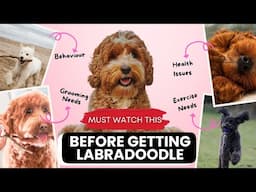 Labradoodle Puppy Care Secrets Revealed!