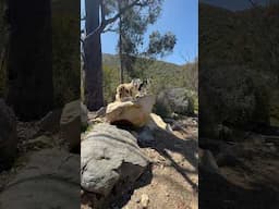 Remind the dogs to be mindful of their safety