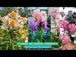 14 Unique and Unusual Perennials You Can Grow This Summer