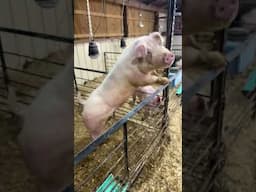 Large and small pigs! #pig #farmlife #farmfamilyfun
