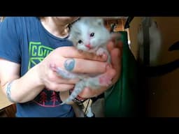 Kitten Vlog 3/3
