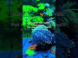 Just vibes. Just corals. Just peace. Put this on loop—you’ll thank me later.
