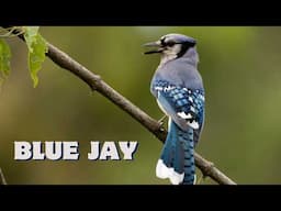 What Does a Blue Jay Sound Like? Real Blue Jay Call