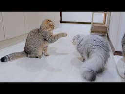 The kittens were fighting with each other, which was rare, and it was too intense!