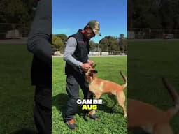 Dog Training is Art NOT Science #shorts #malinois #dogtraining #dogshorts #doglover