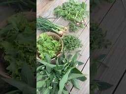 🥬🤩 Spring Garden Harvest 4/30