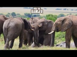 Look At These Elephants Enjoying the Mud As Buffalo Walk Past | Maasai Mara Safari | Zebra Plains