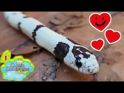 California kingsnake Love ❤️