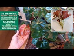 Sending Beefsteak Begonia to a friend (and some other goodies too!)
