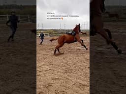 Не скучаем🧡#horses #лошади #equestrian #конкур #equestrianlife #лошадь #конныйспорт
