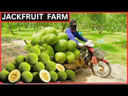 Awesome THAI JACKFRUIT FARM | Modern Agriculture Technology JACKFRUIT Processing & Drying