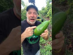 Picking Donnie Avocado