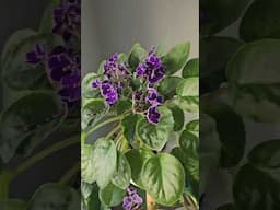 WIDE leaf span on these African violets ... #garden #floweringplant #AFRICAN VIOLET