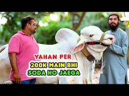 DESI or FANCY 😇 Har Type or Har Range main SODA Ban Jaega | Cattle Market Karachi