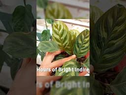 Calathea Plant Care Indoor - Light Exposure // Prayer Plant Care