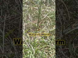Wasp Attacks Tiny Worm 🐛 and Flies off With It #predatorvsprey #insects #wasp