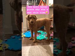 Dog Food Drama 🤣 Wrong Color!?!🤣