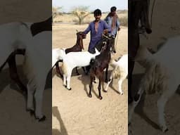 Bakra Mandi 2025 | Eid shopping #eid2025 #eiduladha #bakraeid #bakramandi #bakraeid2025