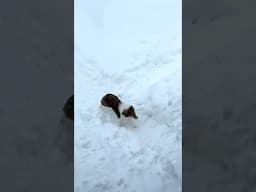 Memories of EPIC Winter Zoomies! e628