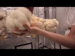 Easily harvest Lions Mane mushrooms