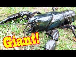 Worlds Giant Freshwater Crayfish WOW from Tasmania
