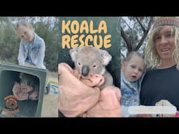 Koala Rescue Mission with My Toddler 🐨 | Aussie Wildlife Rehab with Josh Neille🐨⚠️