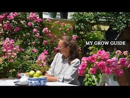 Katrina Rose (Peggy Martin) - My Honest Review after Growing It