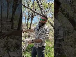 These Texas Trees Evolved to Survive Woolly Mammoths