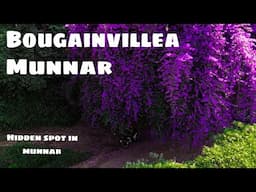 Bougainvillea munnar | munnar | idukki