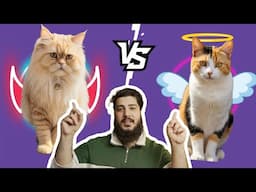 Persian Cat vs Street Cat