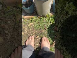 Grounding my poor soul after a long winter in Wisconsin! #grounding #barefoot #gardening #willow