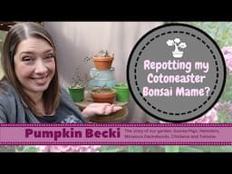 Bonsai Repotting Season- Mame Cotoneaster