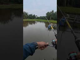 Sudah diseret masih juga lolos padahal babon #mancing #castinggabusbesar #fishing #uqi2017