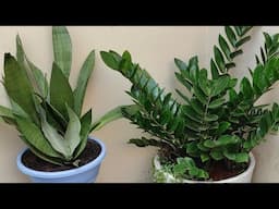 Plantas que não precisam de Sol com frequência  GRATIDÃO SEMPRE