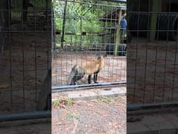 Rafiki wants back inside!