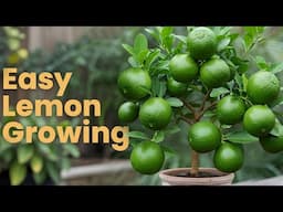 🌿The best way to propagate lemon and orange trees quickly to get good yields