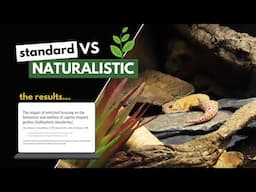 NEW Leopard Gecko Study REVEALS Surprising Findings | Enrichment & Enclosures