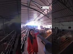 ಹೈಟೆಕ್ ಪಿಗ್ ಫಾರ್ಮಿಂಗ್ ಹೇಗಿದೆ ನೋಡಿ | Pig Farming Kannada #shorts