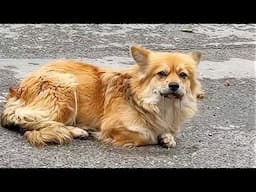 A puppy was hit by a car lies by the roadside,gazing sadly at passersby,pleading for someone save it