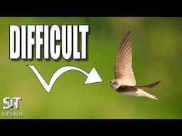 Photographing Sand Martins is NOT as Easy as You Think!