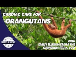 Cardiac Care for Orangutans