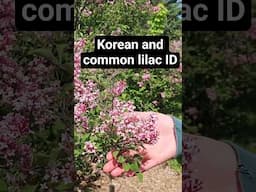 Korean and common lilac ID #extension #gardening #lilac #springblooms