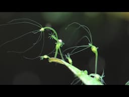 THE TRUTH ABOUT HYDRA IN YOUR AQUARIUM - Do they really eat baby fish and baby shrimp?