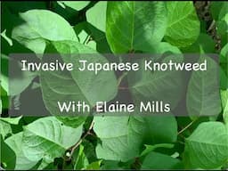 Invasive Plant: Japanese Knotweed