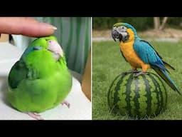 Smart And Funny Parrots Parrot Talking Videos Compilation (2025) - Cute Birds #25