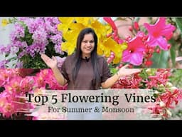 Top 5 Flowering vines for Colourful Garden this Summer and Monsoon !!